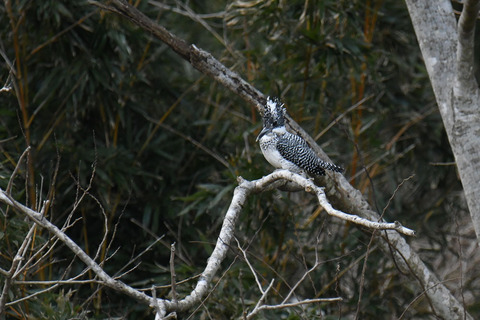 DSC_8393.jpg
