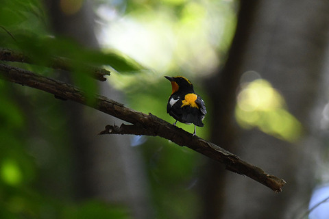 DSC_8432.jpg