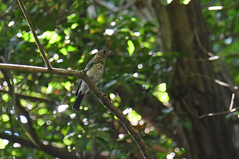 DSC_8440.jpg