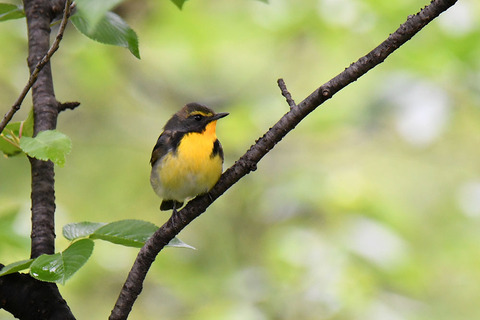 DSC_8447.jpg