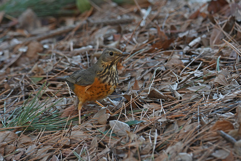 DSC_8450.jpg
