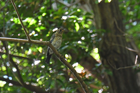 DSC_8452.jpg