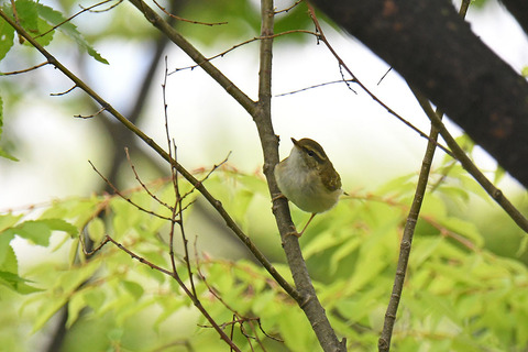 DSC_8459.jpg