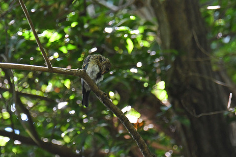 DSC_8464.jpg