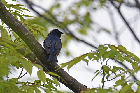 DSC_8468.jpg
