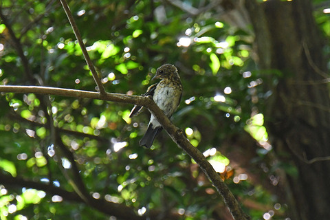 DSC_8489.jpg