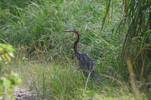 DSC_8498.jpg