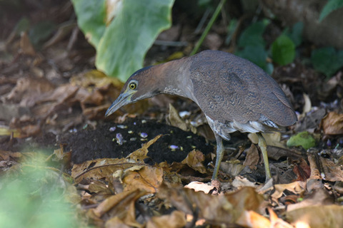 DSC_8506.jpg