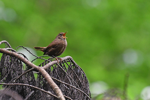 DSC_8508.jpg