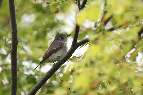 DSC_8508.jpg