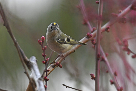 DSC_8511.jpg