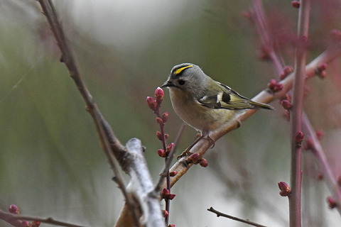 DSC_8514.jpg
