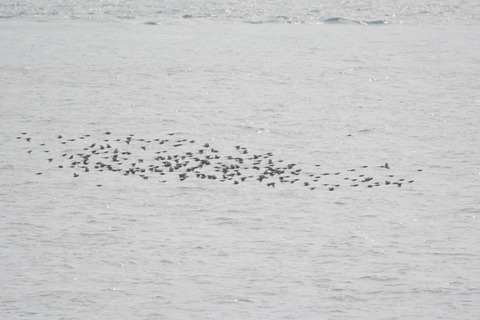 DSC_8529.jpg