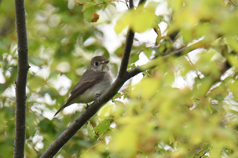 DSC_8530.jpg