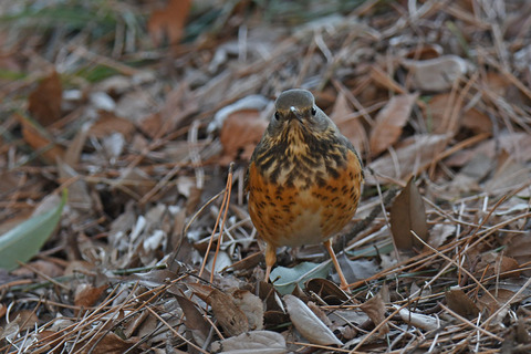 DSC_8547.jpg