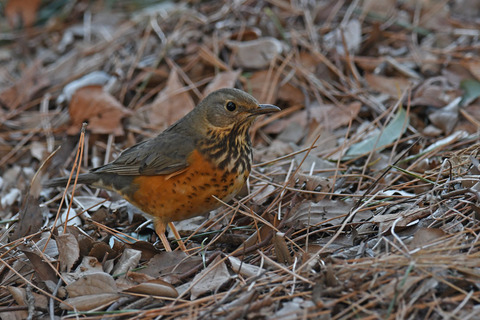 DSC_8560.jpg