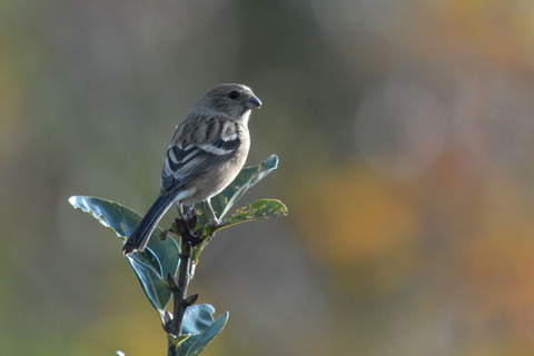 DSC_8562.jpg
