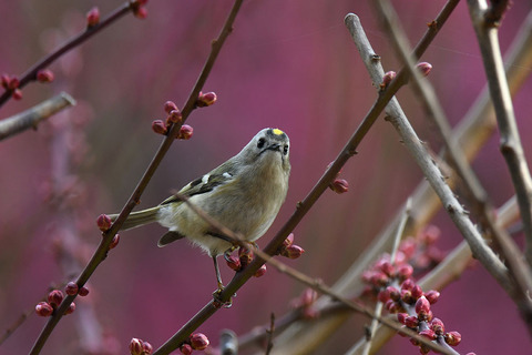 DSC_8569.jpg