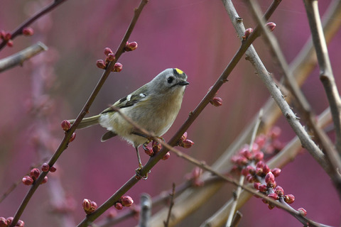 DSC_8577.jpg