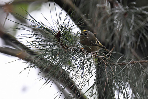 DSC_8584.jpg