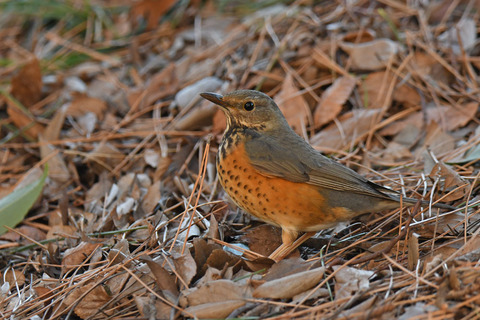DSC_8608.jpg