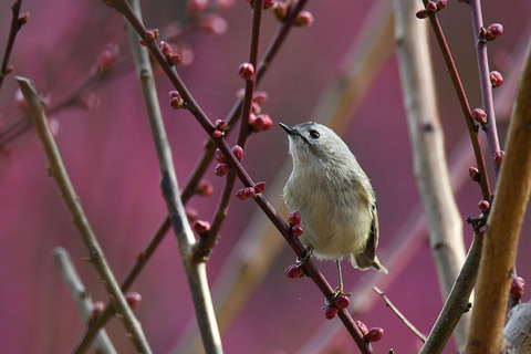 DSC_8611.jpg