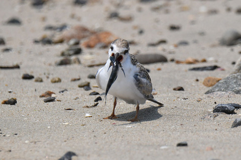 DSC_8623.jpg