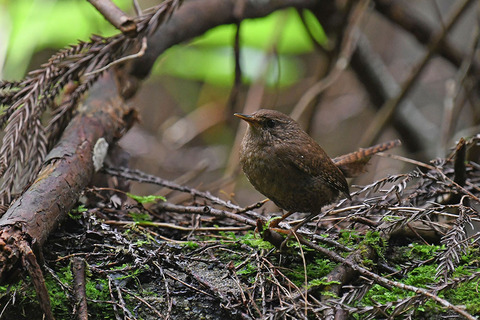 DSC_8648.jpg
