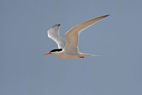 DSC_8655.jpg