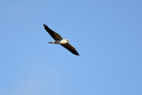 DSC_8660.jpg