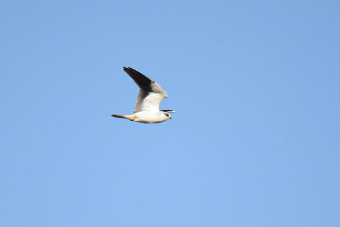 DSC_8665.jpg