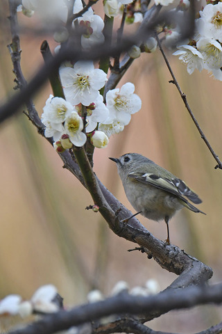 DSC_8683.jpg