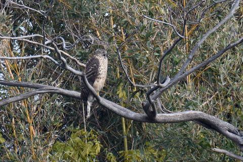 DSC_8683.jpg