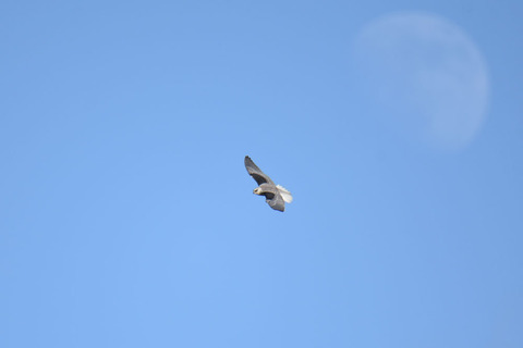 DSC_8696.jpg