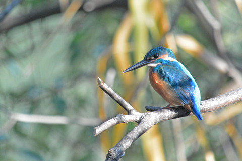 DSC_8697.jpg
