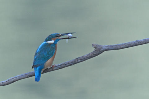 DSC_8700.jpg
