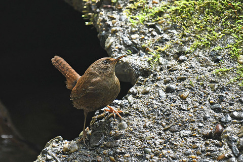 DSC_8705.jpg