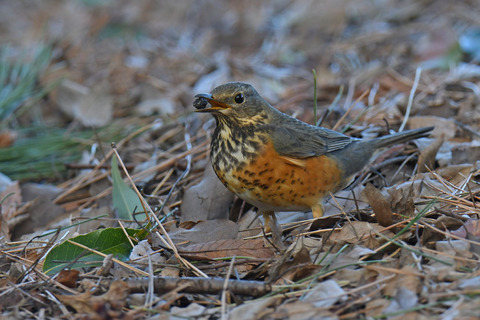 DSC_8716.jpg