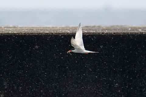 DSC_8721.jpg