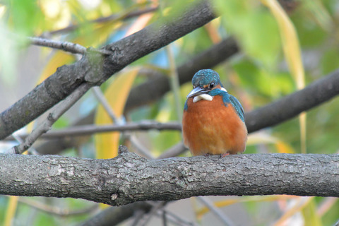 DSC_8733.jpg