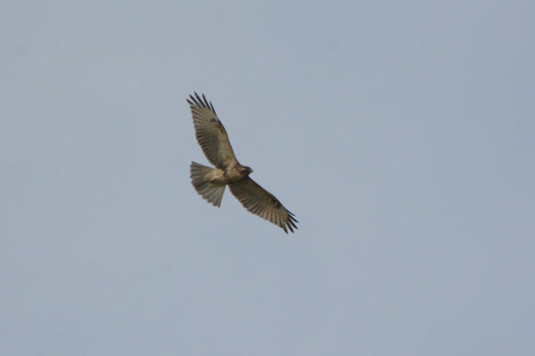 DSC_8734.jpg