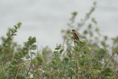 DSC_8740.jpg
