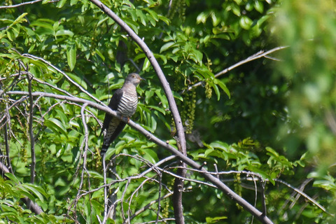 DSC_8776.jpg