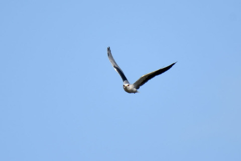 DSC_8783.jpg