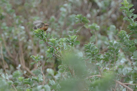 DSC_8797.jpg
