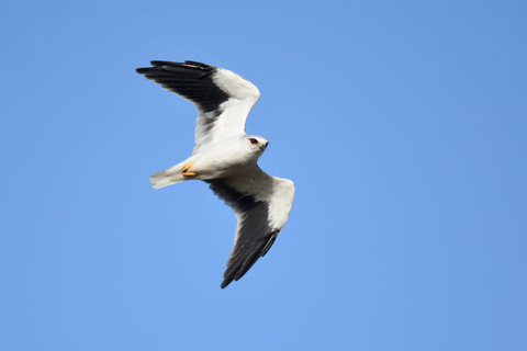 DSC_8804.jpg