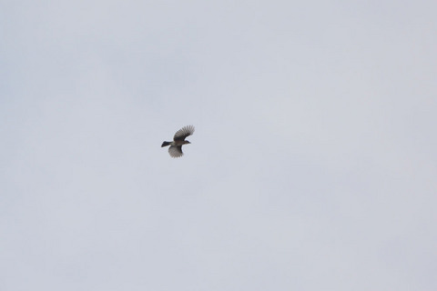 DSC_8815.jpg