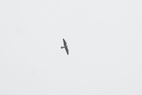 DSC_8874.jpg