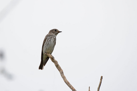 DSC_8911.jpg