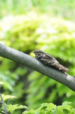 DSC_8925.jpg